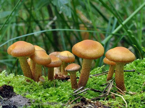 Kuehneromyces mutabilis Stockschwämmchen łuszczak zmienny