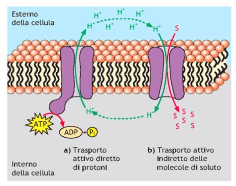 autorità biologia indice pompe trasporto attivo vedovo Vagare civico