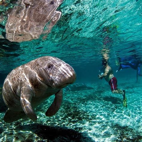 Swim With Manatees Floridas Gentle Giants Travelmamas