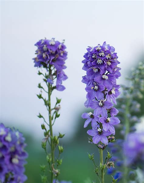 Larkspur Seeds - The Seed Project