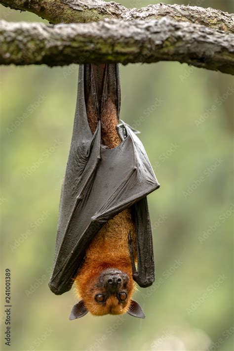 Large Malayan flying fox, Pteropus vampyrus, bat hanging from a branch ...