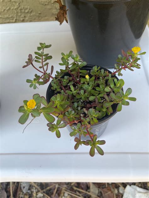 1 4 Pot Purslaneportulaca Oleracea Organic Grow Etsy