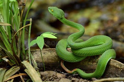 Green Viper Snake