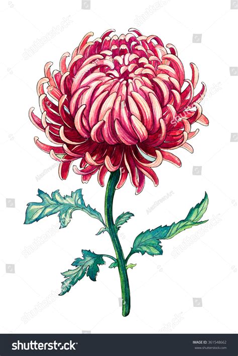 Chrysanthemum Watercolor Botanical Illustration Stock Illustration