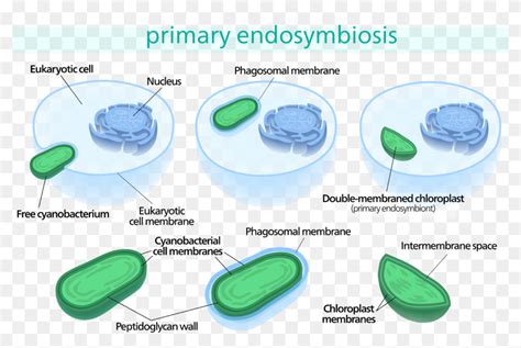 Evidence For Endosymbiotic Theory Endosymbiotic Theory Hd Png