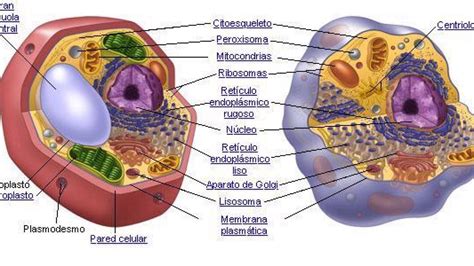 Diferencia Entre Membrana Celular Y Pared Celular Wikipedia Compartir