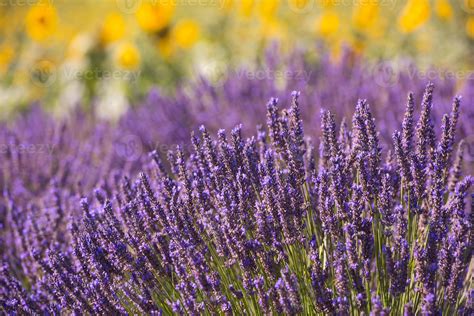 closeup purple lavender field 10371738 Stock Photo at Vecteezy