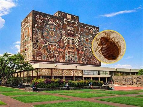 Chinches en la UNAM Cómo comenzó su propagación