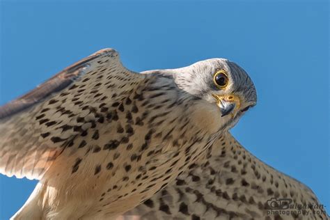 Trauerkraut On Twitter My Today S Birdsofprey Are Common Kestrels