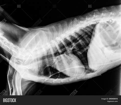 X-ray Film Dog Lateral Image & Photo (Free Trial) | Bigstock