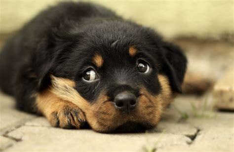 Ways To Avoid Frequent Puppy Scams