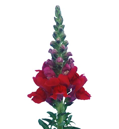 Antirrhinum Majus F Antirrhinum Majus F Orleans Red Iii Iv Evanthia