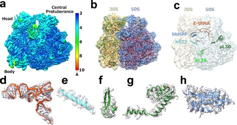 Bbu S Hibernating Ribosome Structure And Protein Components A Cryo Em