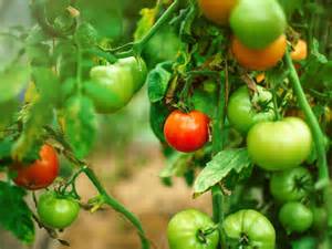 Are Coffee Grounds Good For Tomato Plants?