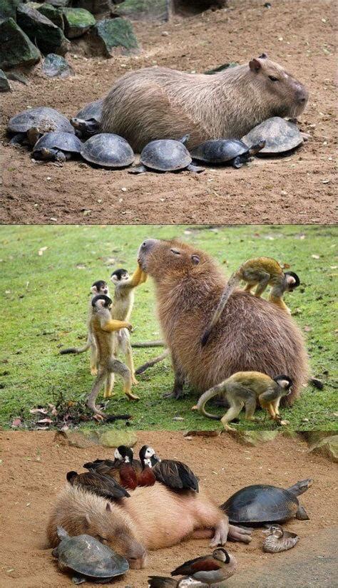 🔥 capybara with friends