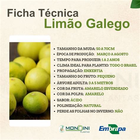 Muda De Limão Galego Enxertada