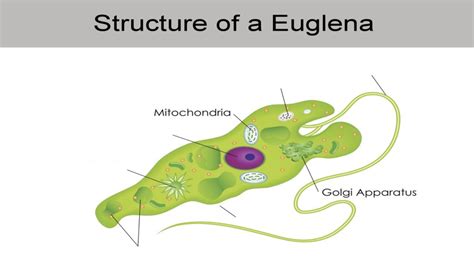 Biology Ch. 11 Structure of a Euglena Diagram | Quizlet