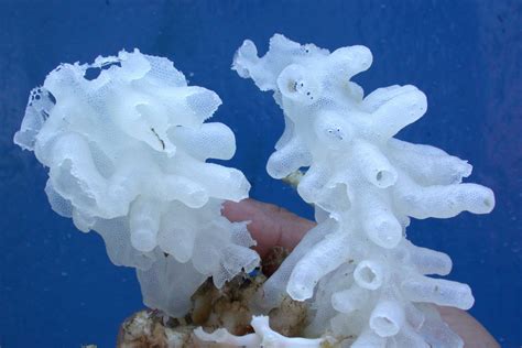 Glass Sponge Qrius