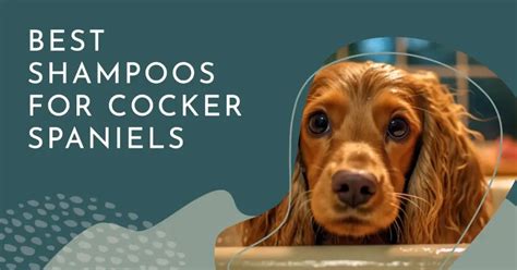 Best Shampoos For Cocker Spaniels A Complete Guide