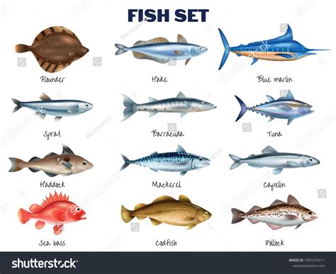 Sea Fish Realistic Set Different Fish Stock Vector Royalty Free