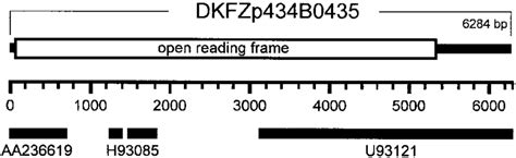 Three UniGene clusters are joined when aligned with the cDNA sequence ...