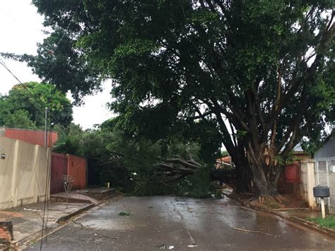 Quais Os Riscos Uma Rvore Sem Poda Pode Apresentar Cidade Das