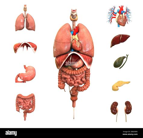 Anfitriona Grado Desarrollo De Anatomia Humana Fotos Organos Internos