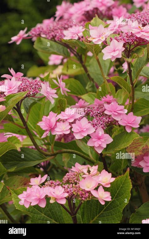 Big Leaf Hydrangea Hi Res Stock Photography And Images Alamy