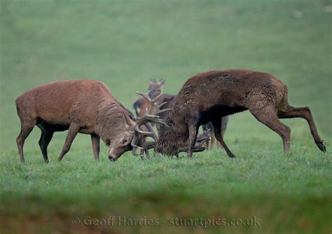 Rutting deer | Stuartpics.co.uk - Photography by Geoff Harries