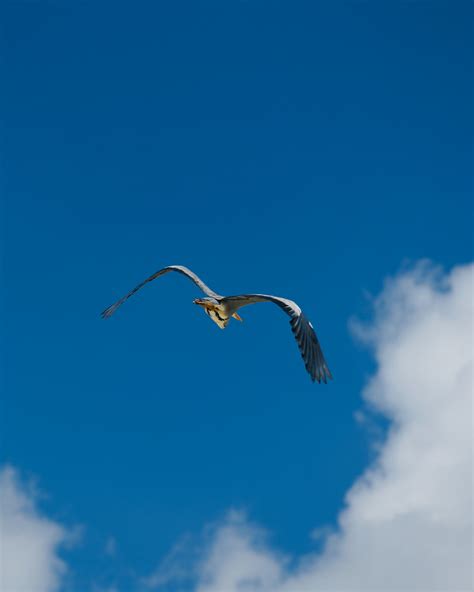 Flock of Birds Flying · Free Stock Photo