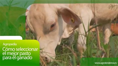 C Mo Seleccionar El Mejor Pasto Para El Ganado Agro En Minutos