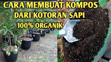 Cara Membuat Pupuk Kompos Dari Kotoran Sapi YouTube