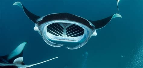 Manta Rays Size: How Huge They Can Get?