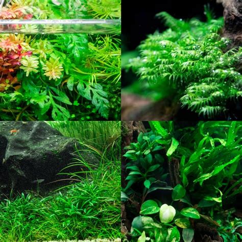 Freshwater Aquarium Plants Pack Etsy