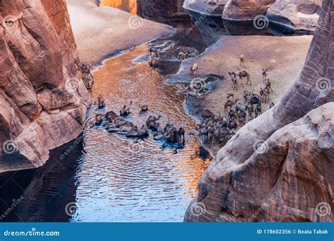 Guelta D`Archei Waterhole Near Oasis, Camels Drinking the Woater ...