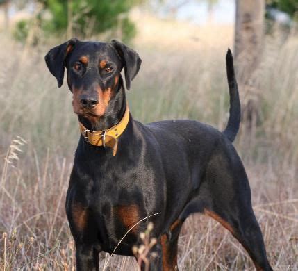 Seareach Dobermann Kennel | Doberman pinscher dog, Doberman dogs, Dogs