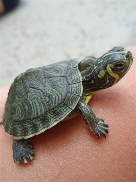 Small Pet Turtles That Stay Small & Good Pets | Pets Nurturing