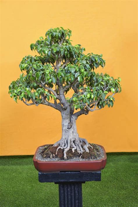 Árvore De Retusa Do Ficus Exposição Pune Shivajinagar Dos Bonsais