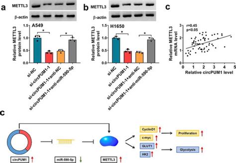 Full Article Circpum Promotes Cell Growth And Glycolysis In Nsclc Via