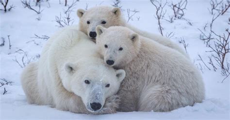 International Polar Bear Day 2024 When It Is How To Celebrate