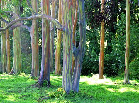 Rainbow Eucalyptus Trees Photograph by Angelina Hills - Pixels