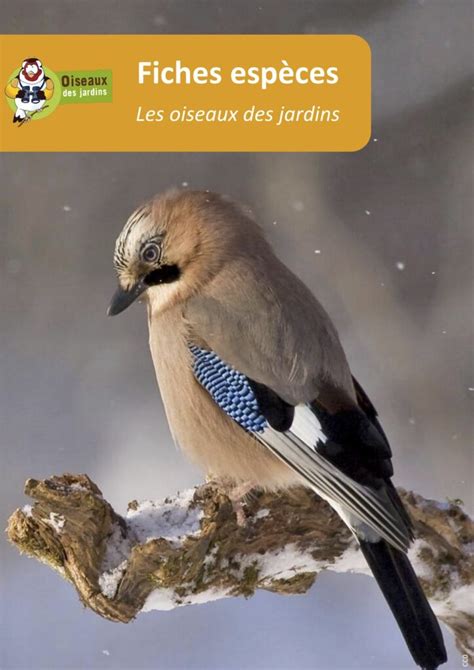 Observez Les Oiseaux De Vos Jardins Et Relevez Le D Fi Confin S Mais