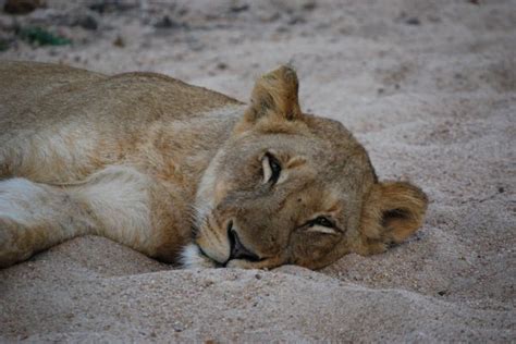 Free Images Wildlife Africa Mammal Fauna Lion Lioness