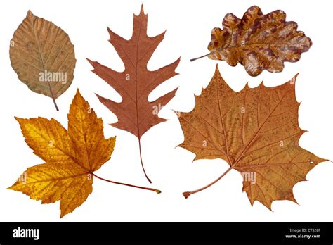 Brown Autumn Leaves Of Oak Plane Maple And Beech Trees Stock Photo