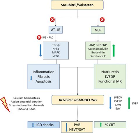 Double Effect Of Sacubitril Valsartan On RAA And Neprilysin