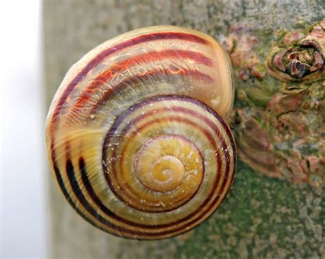 Snail spiral shell ~ Dream Wallpapers