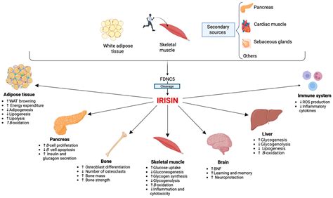 Biomedicines Free Full Text The Role Of Irisin Throughout Womens