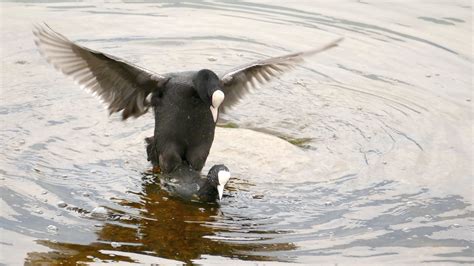 Fulica atra Foulque accouplement 8 Jean Guérin Flickr