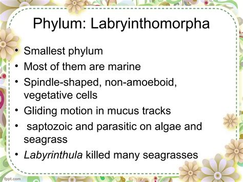 Classification Of Protozoa Ppt