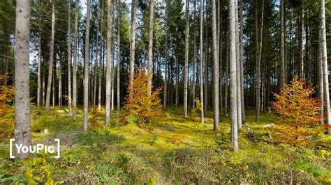 Light in the forest by Günter Zwaka on YouPic